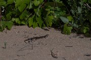 DPPhotography - Turkey - Bridled skink - B