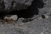 DPPhotography - Turkey - Danford's lizard - A