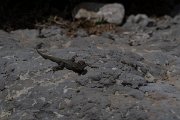 DPPhotography - Turkey - Danford's lizard - B