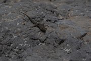 DPPhotography - Turkey - Danford's lizard - C