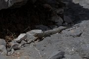DPPhotography - Turkey - Danford's lizard - D