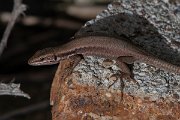 DPPhotography - Turkey - Lebanon lizard - A