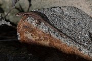 DPPhotography - Turkey - Lebanon lizard - B