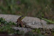 DPPhotography - Turkey - Lebanon lizard - C
