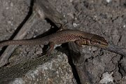DPPhotography - Turkey - Lebanon lizard - D