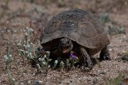 DPPhotography - Turkey - Marginated tortoise - A