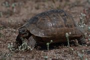 DPPhotography - Turkey - Marginated tortoise - B