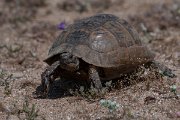 DPPhotography - Turkey - Marginated tortoise - C