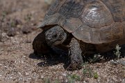 DPPhotography - Turkey - Marginated tortoise - D