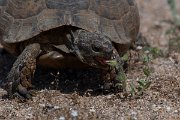 DPPhotography - Turkey - Marginated tortoise - E