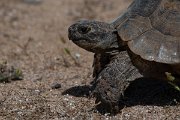 DPPhotography - Turkey - Marginated tortoise - F