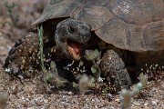 DPPhotography - Turkey - Marginated tortoise - G