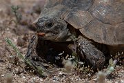 DPPhotography - Turkey - Marginated tortoise - H