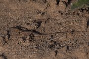 DPPhotography - Turkey - Snake-eyed lizard - A