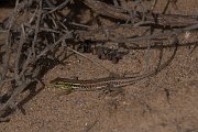 DPPhotography - Turkey - Snake-eyed lizard - B