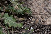 DPPhotography - Turkey - Snake-eyed lizard - C