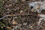 DPPhotography - Turkey - Snake-eyed lizard - D