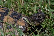 DPPhotography - Turkey - Spur-thighed tortoise - A