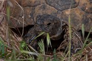 DPPhotography - Turkey - Spur-thighed tortoise - B