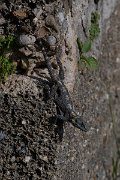 DPPhotography - Turkey - Starred agama - A