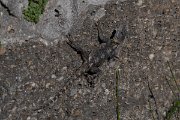 DPPhotography - Turkey - Starred agama - B