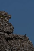 DPPhotography - Turkey - Starred agama - C