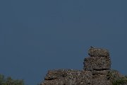 DPPhotography - Turkey - Starred agama - D