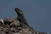 DPPhotography - Turkey - Starred agama - E