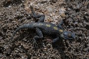 DPPhotography - Turkey - Starred agama - F