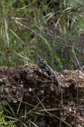 DPPhotography - Turkey - Starred agama - G
