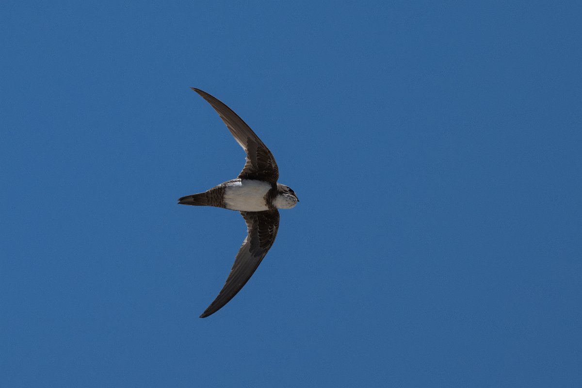 DPPhotography - Uzbekistan - Alpine swift - I.jpg - Alpine swift - Samarkand, Uzbekistan