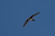 DPPhotography - Uzbekistan - Alpine swift - B