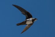 DPPhotography - Uzbekistan - Alpine swift - C