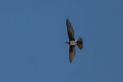 DPPhotography - Uzbekistan - Alpine swift - D