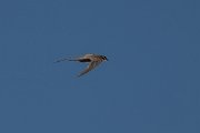 DPPhotography - Uzbekistan - Alpine swift - E