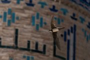 DPPhotography - Uzbekistan - Alpine swift - F
