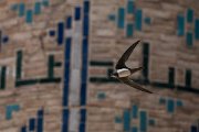 DPPhotography - Uzbekistan - Alpine swift - G