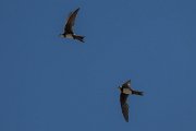 DPPhotography - Uzbekistan - Alpine swift - H