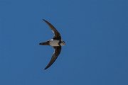 DPPhotography - Uzbekistan - Alpine swift - I
