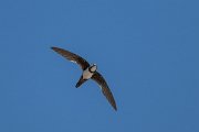 DPPhotography - Uzbekistan - Alpine swift - J