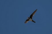 DPPhotography - Uzbekistan - Alpine swift - L