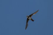 DPPhotography - Uzbekistan - Alpine swift - M