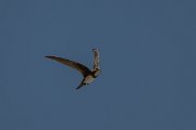 DPPhotography - Uzbekistan - Alpine swift - N