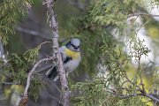 DPPhotography - Uzbekistan - Azure (Yellow-breasted) tit - A
