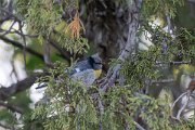 DPPhotography - Uzbekistan - Azure (Yellow-breasted) tit - B