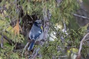 DPPhotography - Uzbekistan - Azure (Yellow-breasted) tit - C