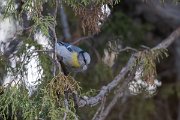 DPPhotography - Uzbekistan - Azure (Yellow-breasted) tit - D