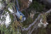 DPPhotography - Uzbekistan - Azure (Yellow-breasted) tit - E