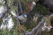 DPPhotography - Uzbekistan - Azure (Yellow-breasted) tit - F