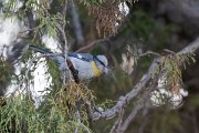 DPPhotography - Uzbekistan - Azure (Yellow-breasted) tit - G